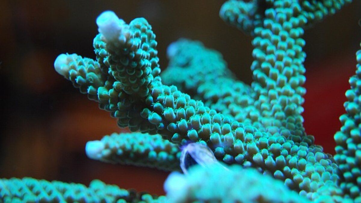 Acropora vert aux couleurs intenses sous éclairage bleu