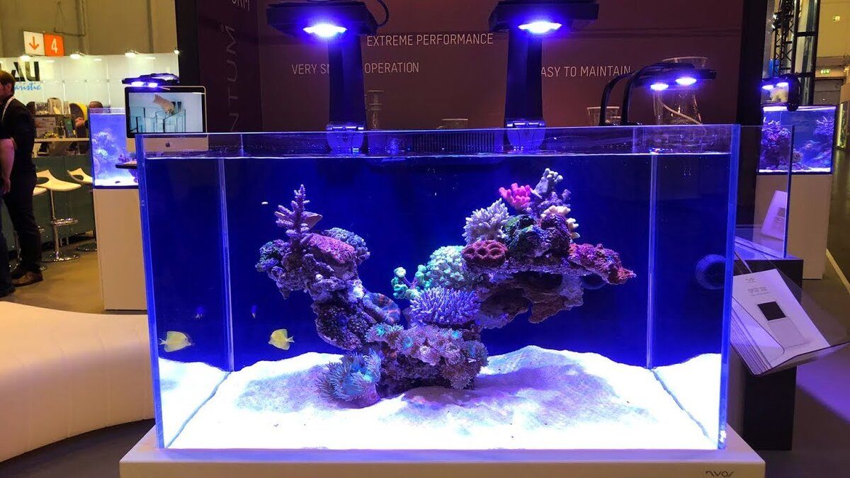 Aquarium récifal présenté lors d'un salon professionnel