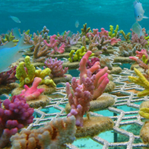 Protection des coraux