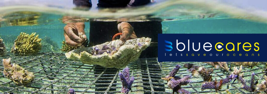 Blue Cares - Protection des récifs